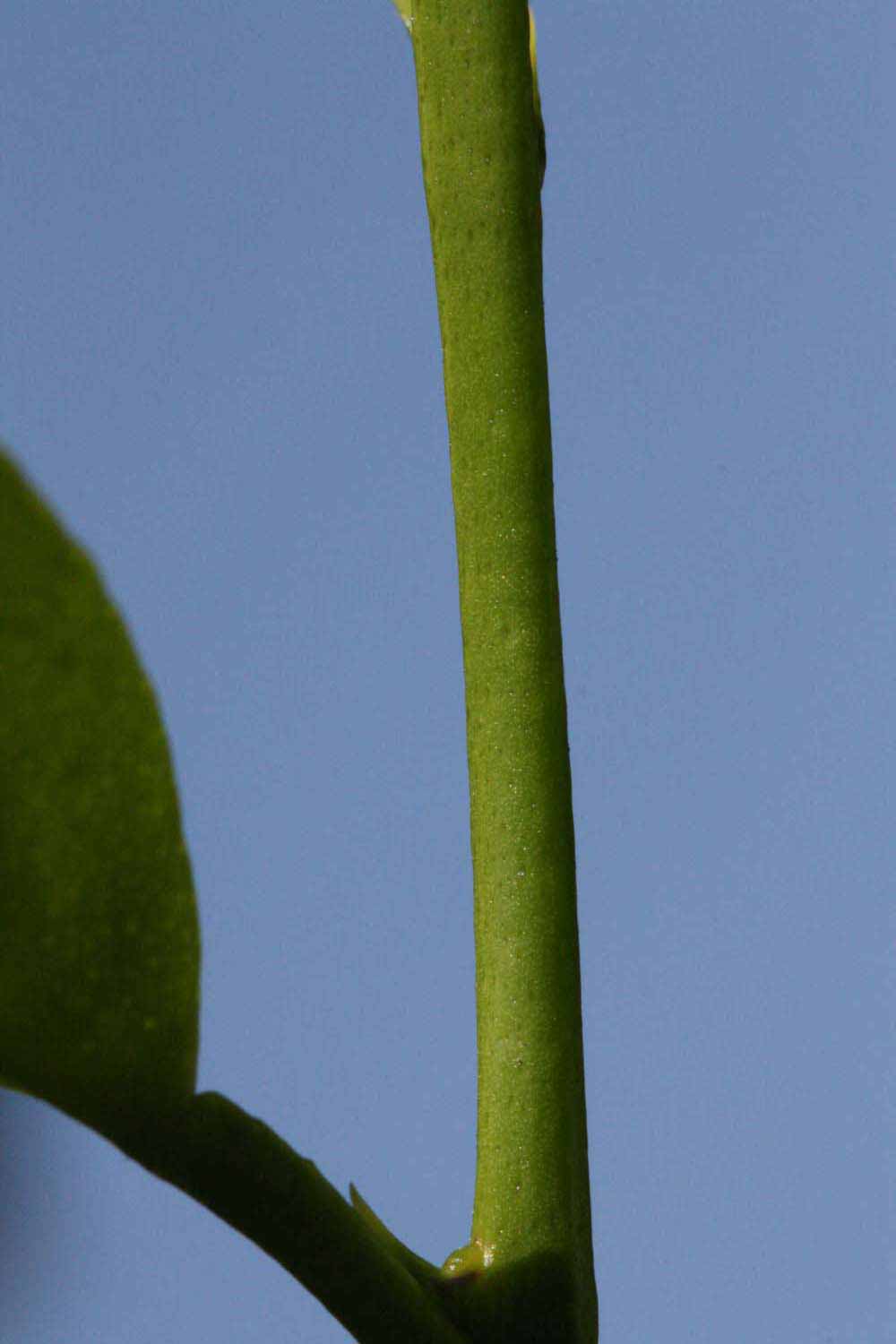            First year twig (Riverside, CA)   